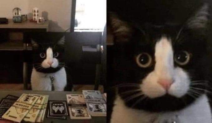 20 Images of Cursed Cats Creating Havoc Around the House 8 Cursed face - Cursed Cats