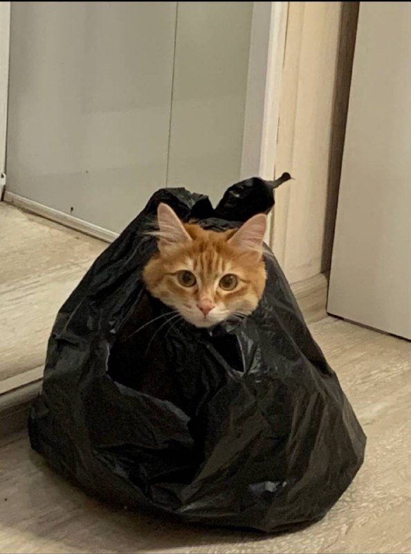 20 Images of Cursed Cats Creating Havoc Around the House 9 Cursed garbage bag - Cursed Cats