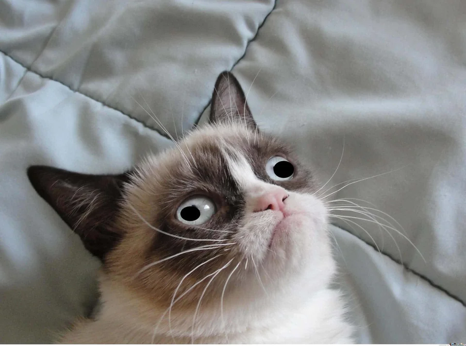 20 Images of Cursed Cats Creating Havoc Around the House 12 Cursed grumpy cat - Cursed Cats