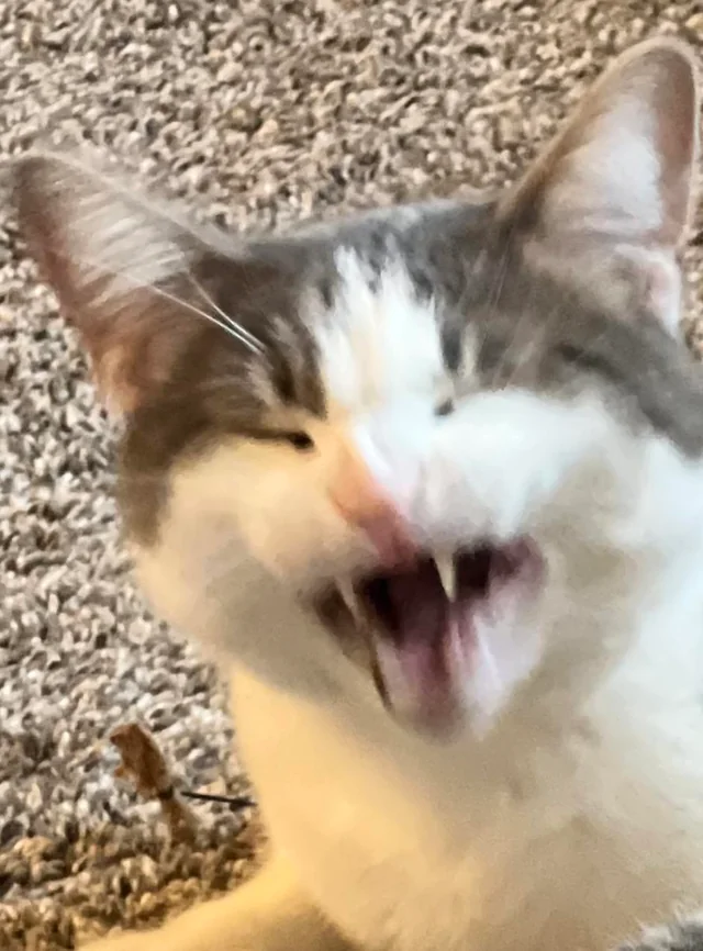 20 Images of Cursed Cats Creating Havoc Around the House 13 Cursed laugh - Cursed Cats
