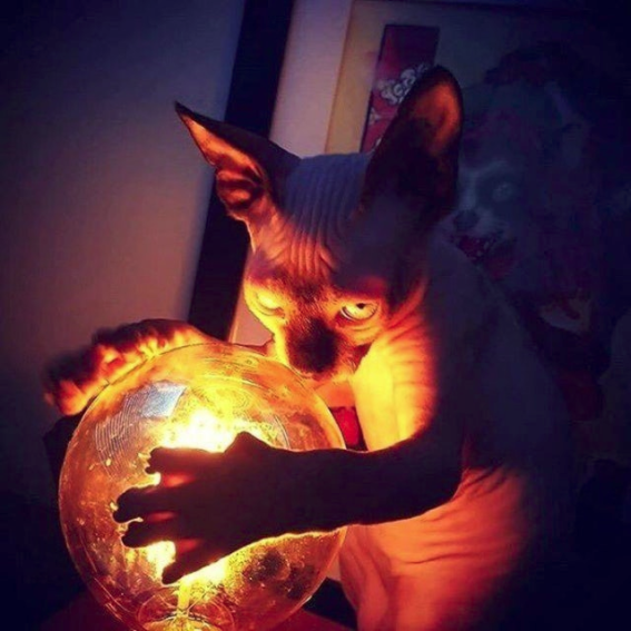 20 Images of Cursed Cats Creating Havoc Around the House 20 Cursed witch - Cursed Cats