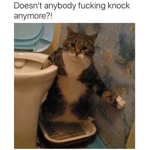 20 Amusing Cat Memes That Will Cat-apult You into Laughter 3 DDoesnt anybody knock