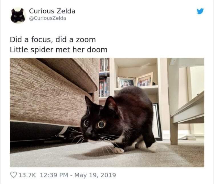 20 Funny Cat Poems from the Curious Zelda Collection 2 Did a focus - funny cat poems