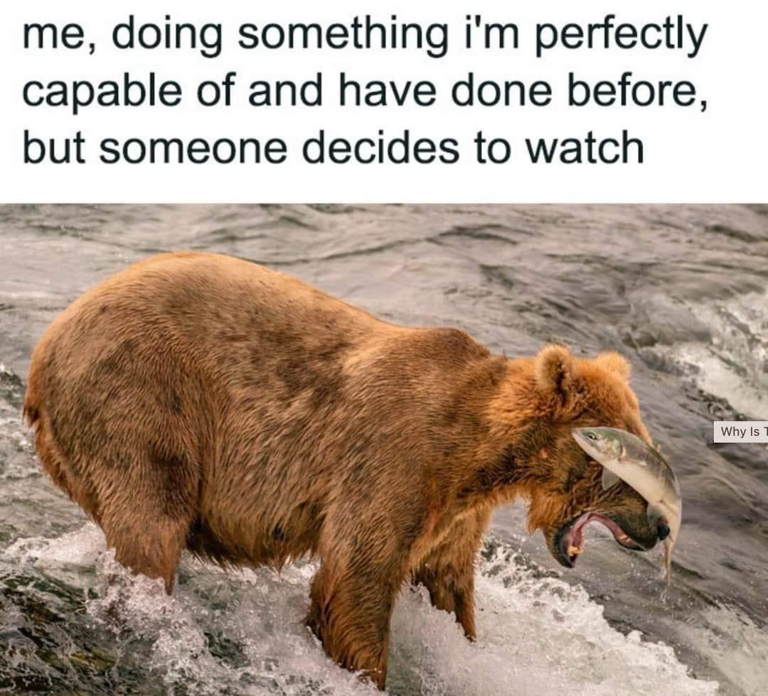 20 Funny Animal Memes That Are More Entertaining Than a Night at the Zoo 6 Doing something Im capable of doing - Funny Animal Memes