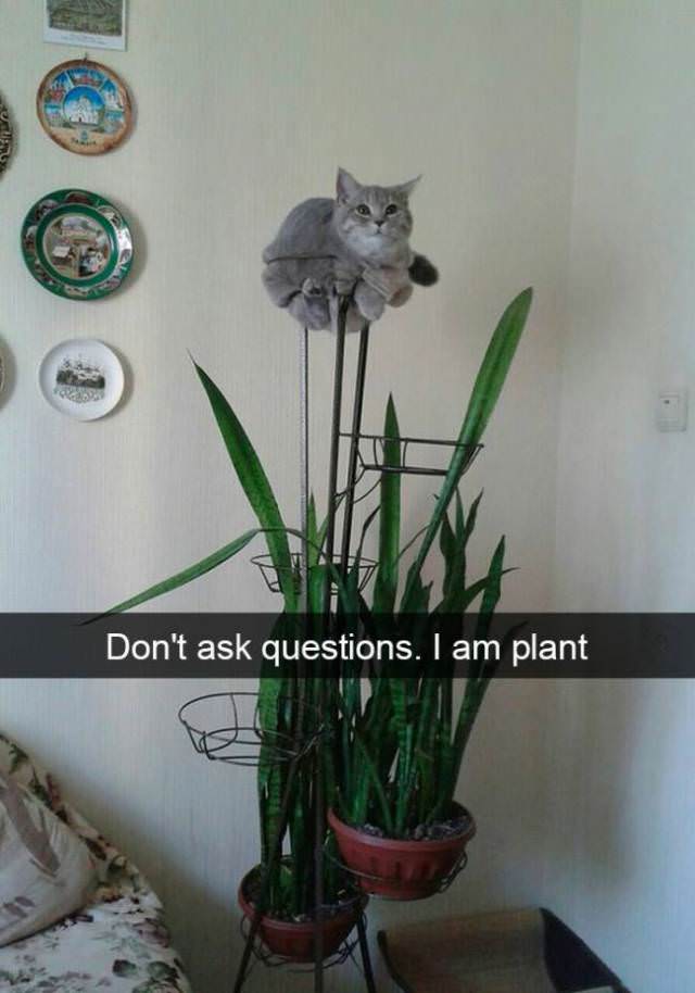 30 Hilarious Cat Snapchats Guaranteed to Make You Laugh 28 Dont ask question