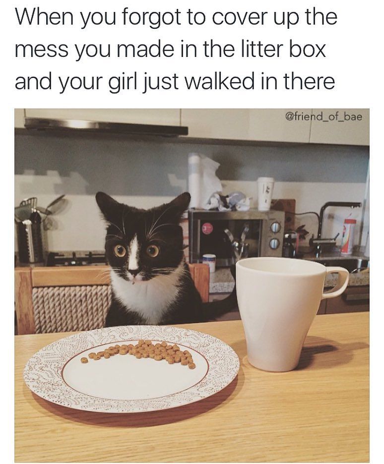 20 Amusing Cat Memes That Will Cat-apult You into Laughter 4 Forgot to cover up