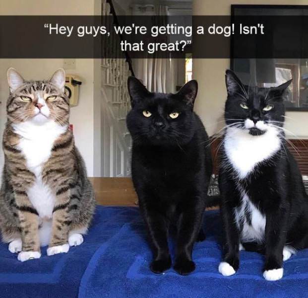 30 Hilarious Cat Snapchats Guaranteed to Make You Laugh 29 Getting a dog