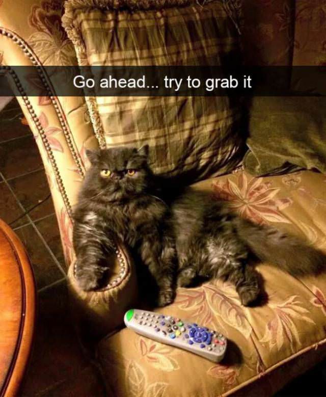 30 Hilarious Cat Snapchats Guaranteed to Make You Laugh 30 Go ahead