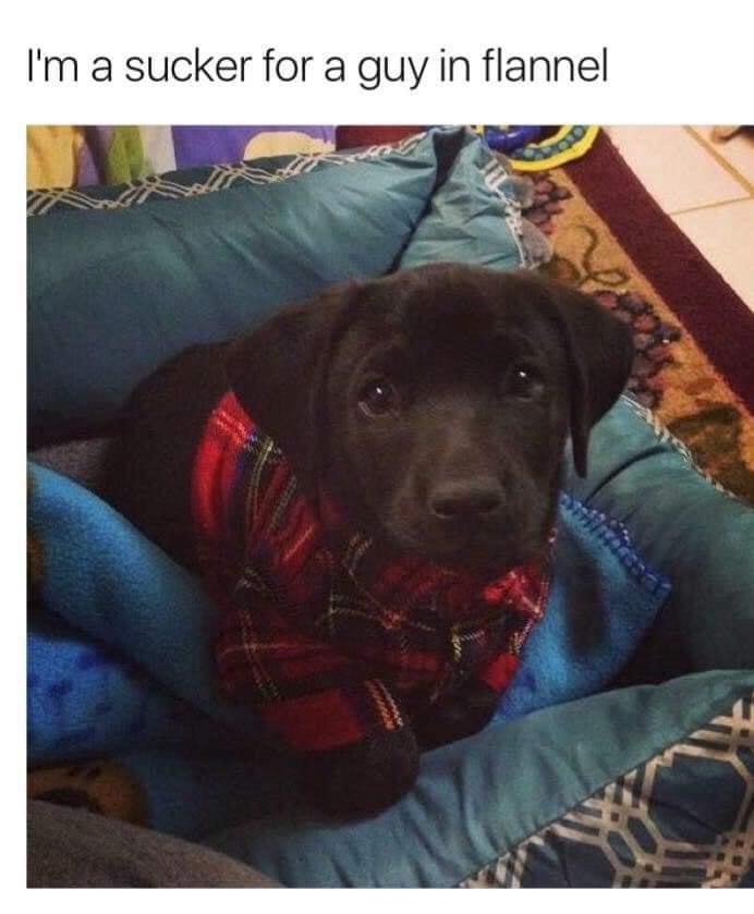 20 Funny Animal Memes That Are More Entertaining Than a Night at the Zoo 9 Guy in flannel - Funny Animal Memes