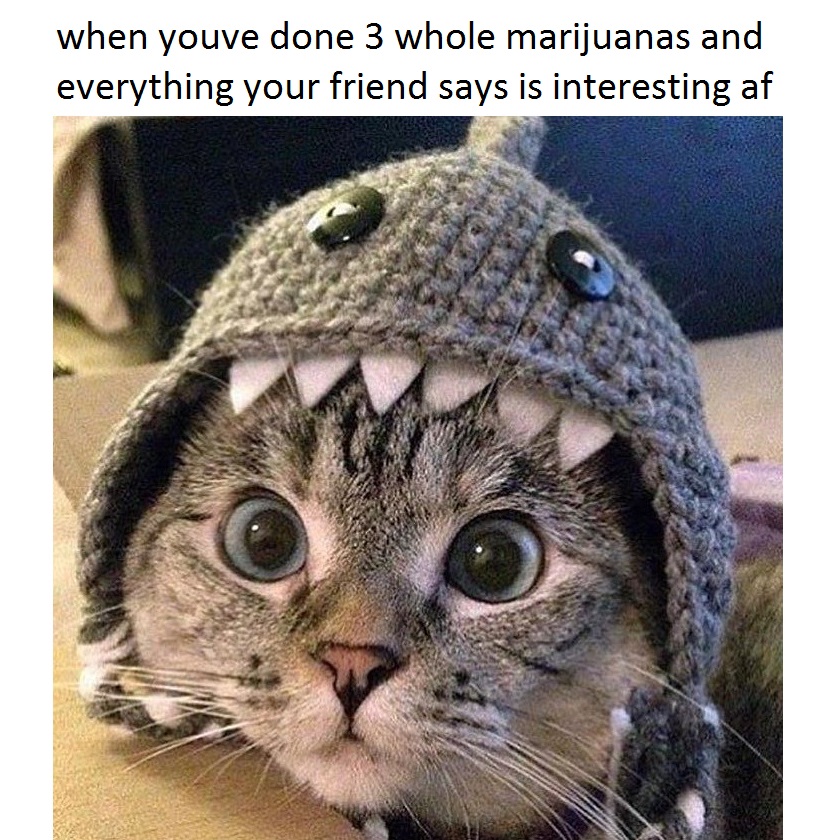 20 Amusing Cat Memes That Will Cat-apult You into Laughter 5 High AF