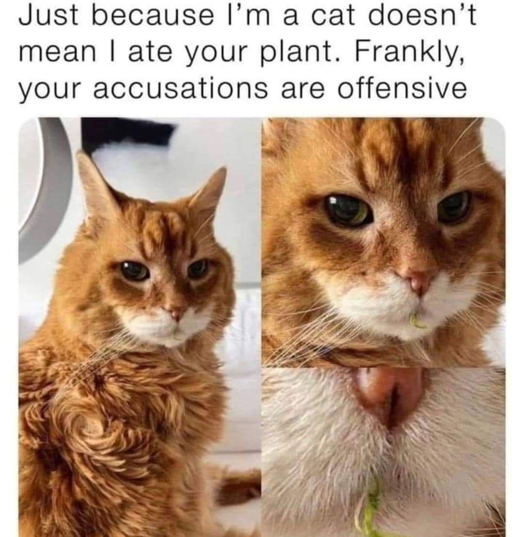20 Cute Cat Memes That Will Make You Say 'Aww 9 I ate your plant - Cute Cat Memes