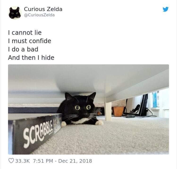 20 Funny Cat Poems from the Curious Zelda Collection 4 I cannot lie - funny cat poems