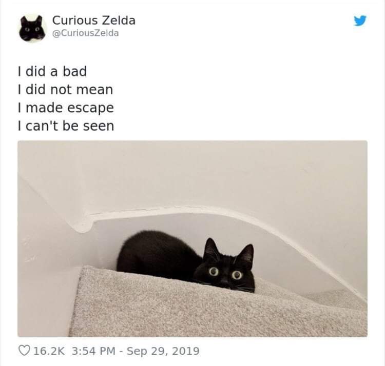 20 Funny Cat Poems from the Curious Zelda Collection 5 I did a bad - funny cat poems