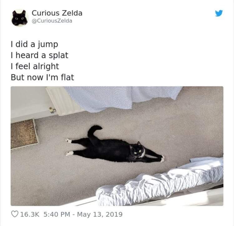 20 Funny Cat Poems from the Curious Zelda Collection 6 I did a jump - funny cat poems