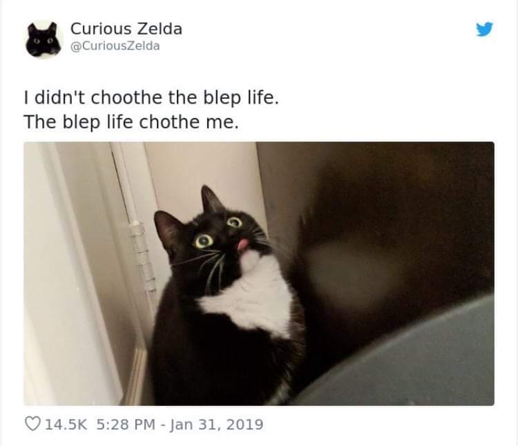 20 Funny Cat Poems from the Curious Zelda Collection 7 I didnt chooth - funny cat poems