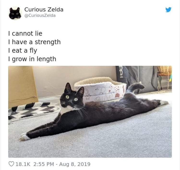 20 Funny Cat Poems from the Curious Zelda Collection 8 I grow in length - funny cat poems