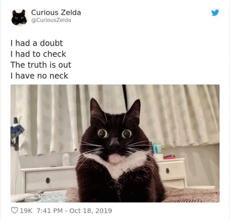 20 Funny Cat Poems from the Curious Zelda Collection 9 I had a doubt - funny cat poems