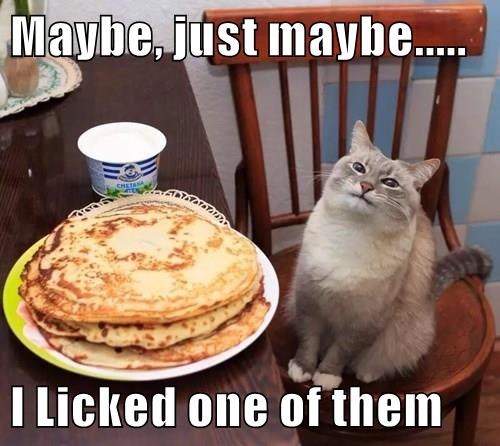 20 Amusing Cat Memes That Will Cat-apult You into Laughter 6 I licked one of them