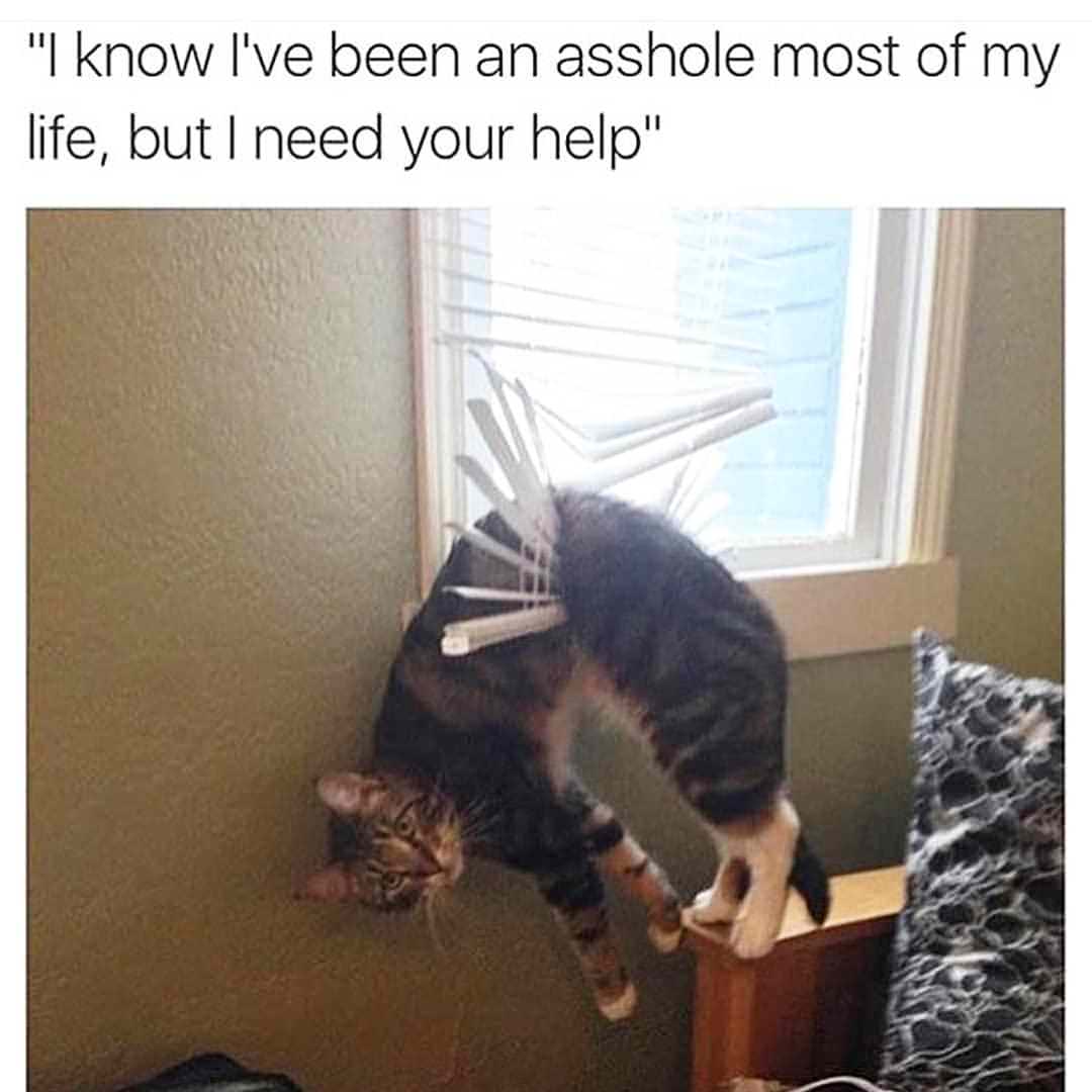 20 Cute Cat Memes That Will Make You Say 'Aww 18 I need your help