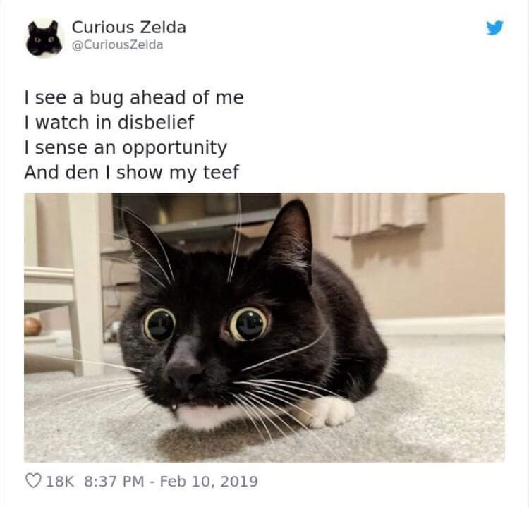 20 Funny Cat Poems from the Curious Zelda Collection 12 I see a bug - funny cat poems
