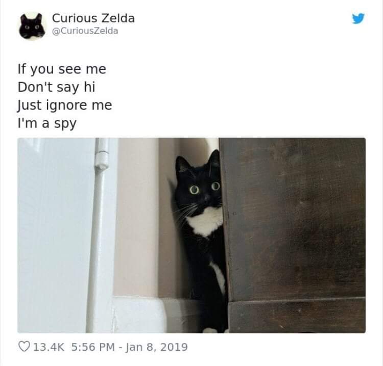 20 Funny Cat Poems from the Curious Zelda Collection 13 If you see me dont say Hi - funny cat poems