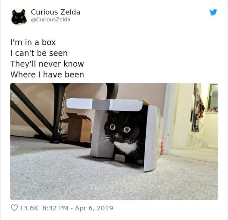 20 Funny Cat Poems from the Curious Zelda Collection 14 Im in a box - funny cat poems