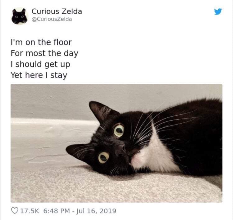 20 Funny Cat Poems from the Curious Zelda Collection 16 Im on the floor - funny cat poems