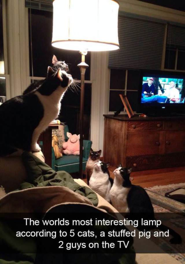 30 Hilarious Cat Snapchats Guaranteed to Make You Laugh 24 Intresting lamp - Cat Snapchats