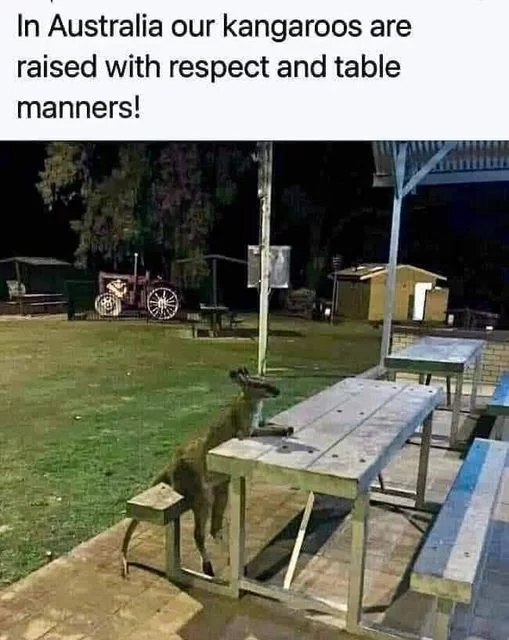 23 Bizarre "Meanwhile In Australia Memes" 23 Kangaroos are raised - Meanwhile In Australia Memes
