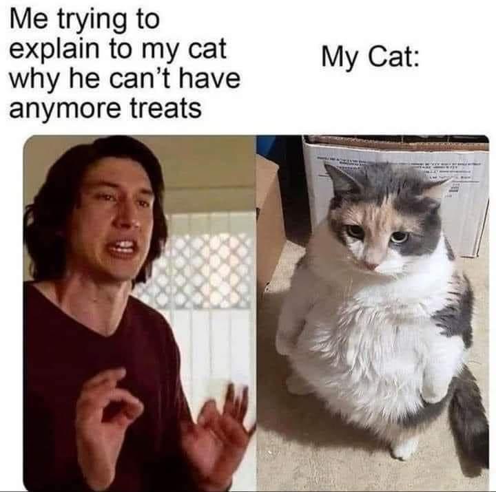 20 Cute Cat Memes That Will Make You Say 'Aww 10 Me trying to explain my cat - Cute Cat Memes