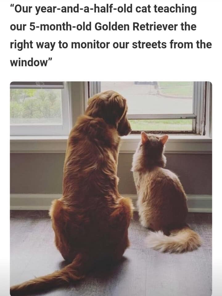 20 Cute Cat Memes That Will Make You Say 'Aww 19 Monitor our streets