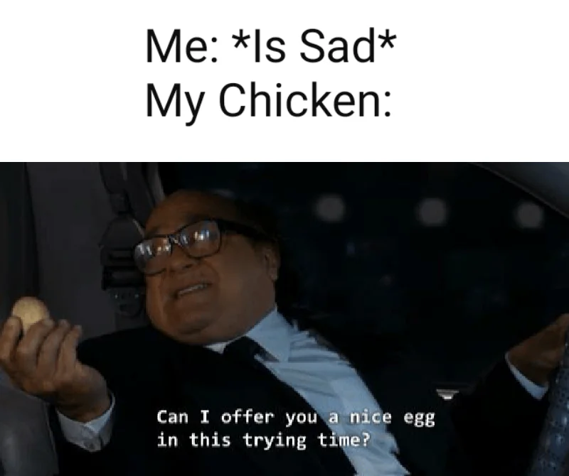 29 Egg Memes That Will Crack You Up! 27 My chicken