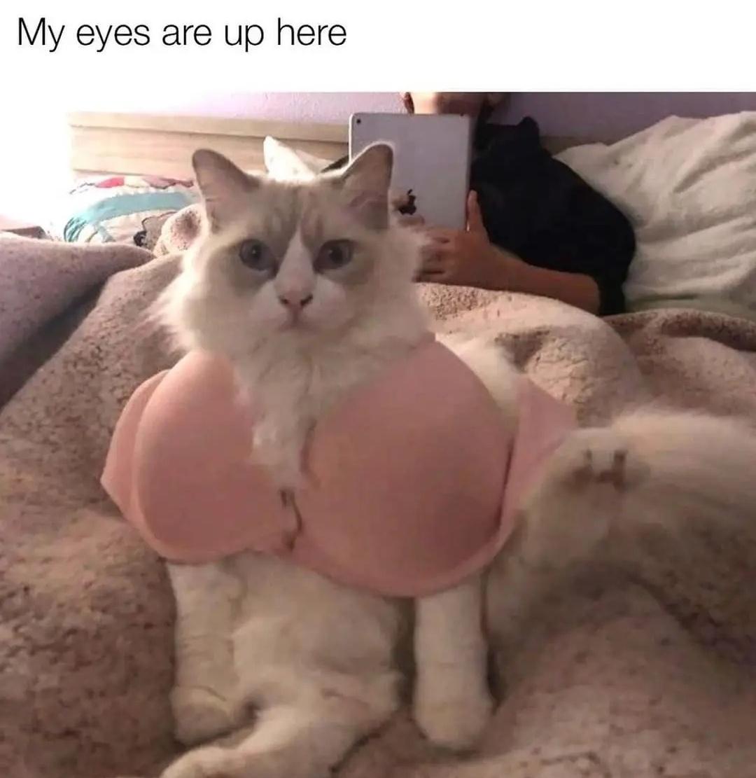 Rapid-Fire Humor: 15 Memes That Deliver Instant Comedy 8 My eyes are up here