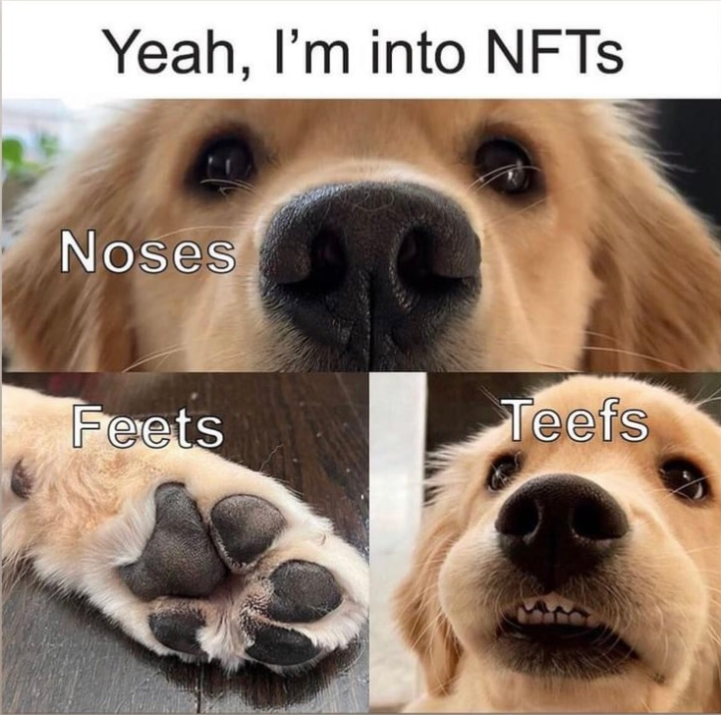 20 Adorable Dog Memes for a Pawsitively Good Time 12 Noses feet teef - adorable dog memes