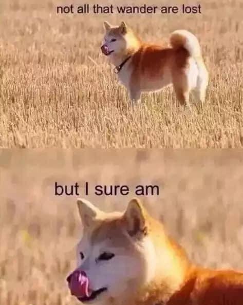 20 Funny Animal Memes That Are More Entertaining Than a Night at the Zoo 13 Not all that wander - Funny Animal Memes