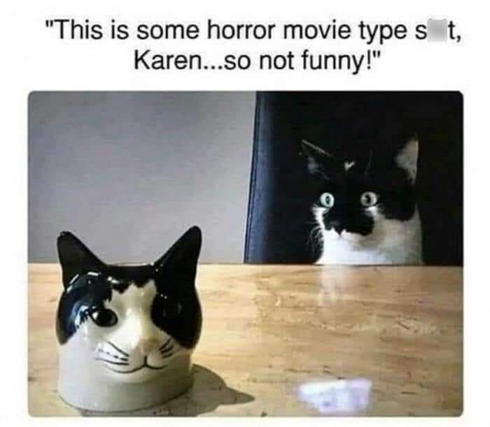 20 Cute Cat Memes That Will Make You Say 'Aww 11 Not funny - Cute Cat Memes