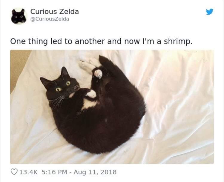 20 Funny Cat Poems from the Curious Zelda Collection 17 Now Iam a shrimp - funny cat poems