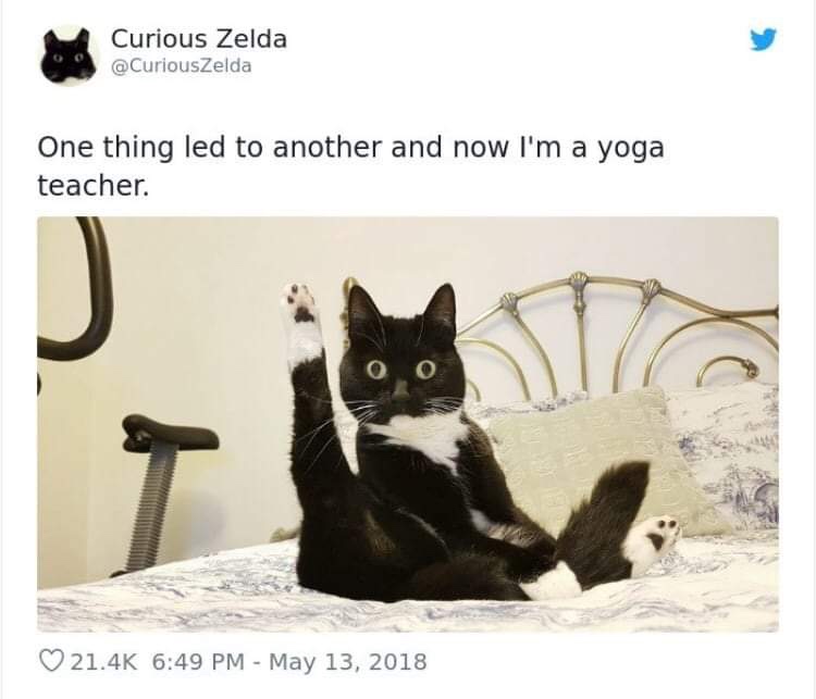 20 Funny Cat Poems from the Curious Zelda Collection 18 One thing led to another - funny cat poems