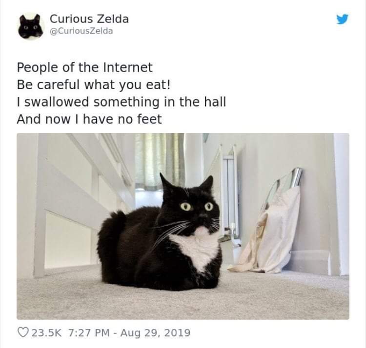 20 Funny Cat Poems from the Curious Zelda Collection 19 People of the internet - funny cat poems