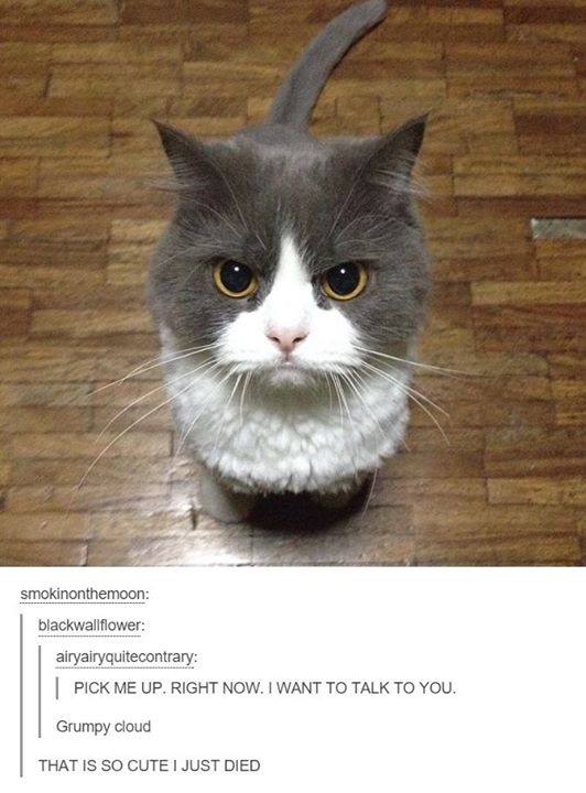 20 Amusing Cat Memes That Will Cat-apult You into Laughter 9 Pick me up