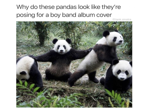 Random Animal Memes - FG.jpg