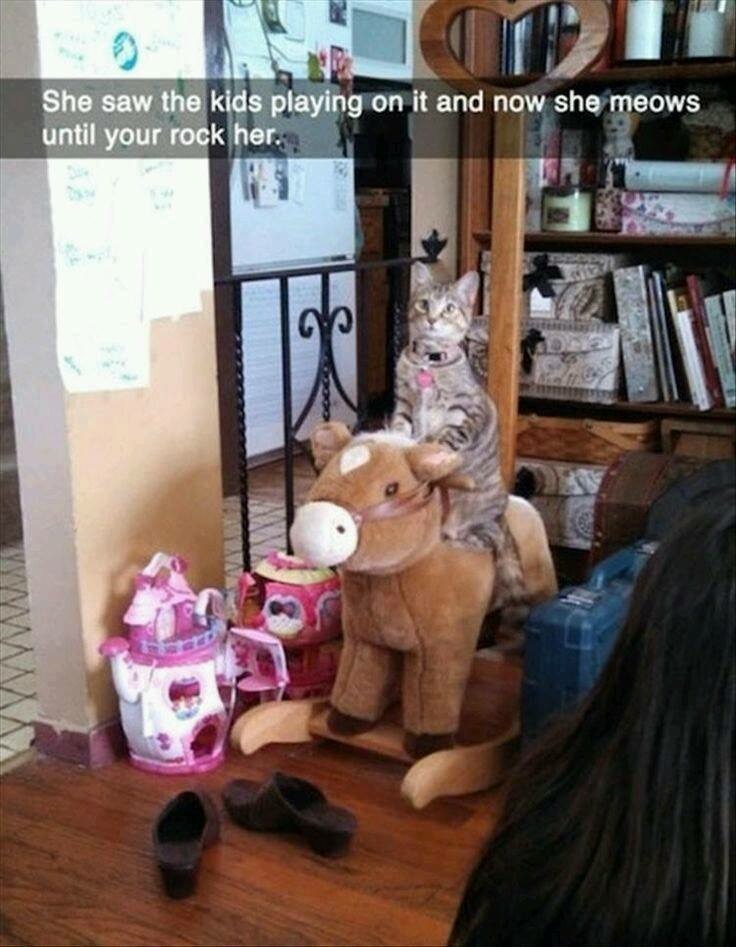 20 Amusing Cat Memes That Will Cat-apult You into Laughter 11 She saw the kids playing