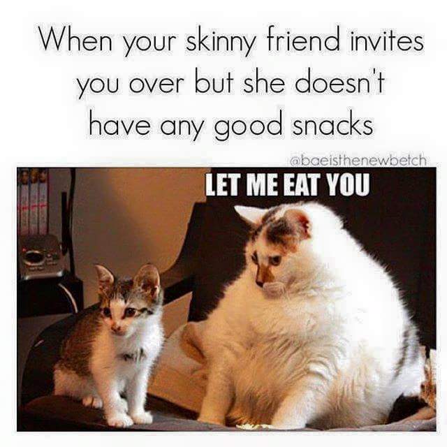 20 Amusing Cat Memes That Will Cat-apult You into Laughter 13 Skiny friend invites