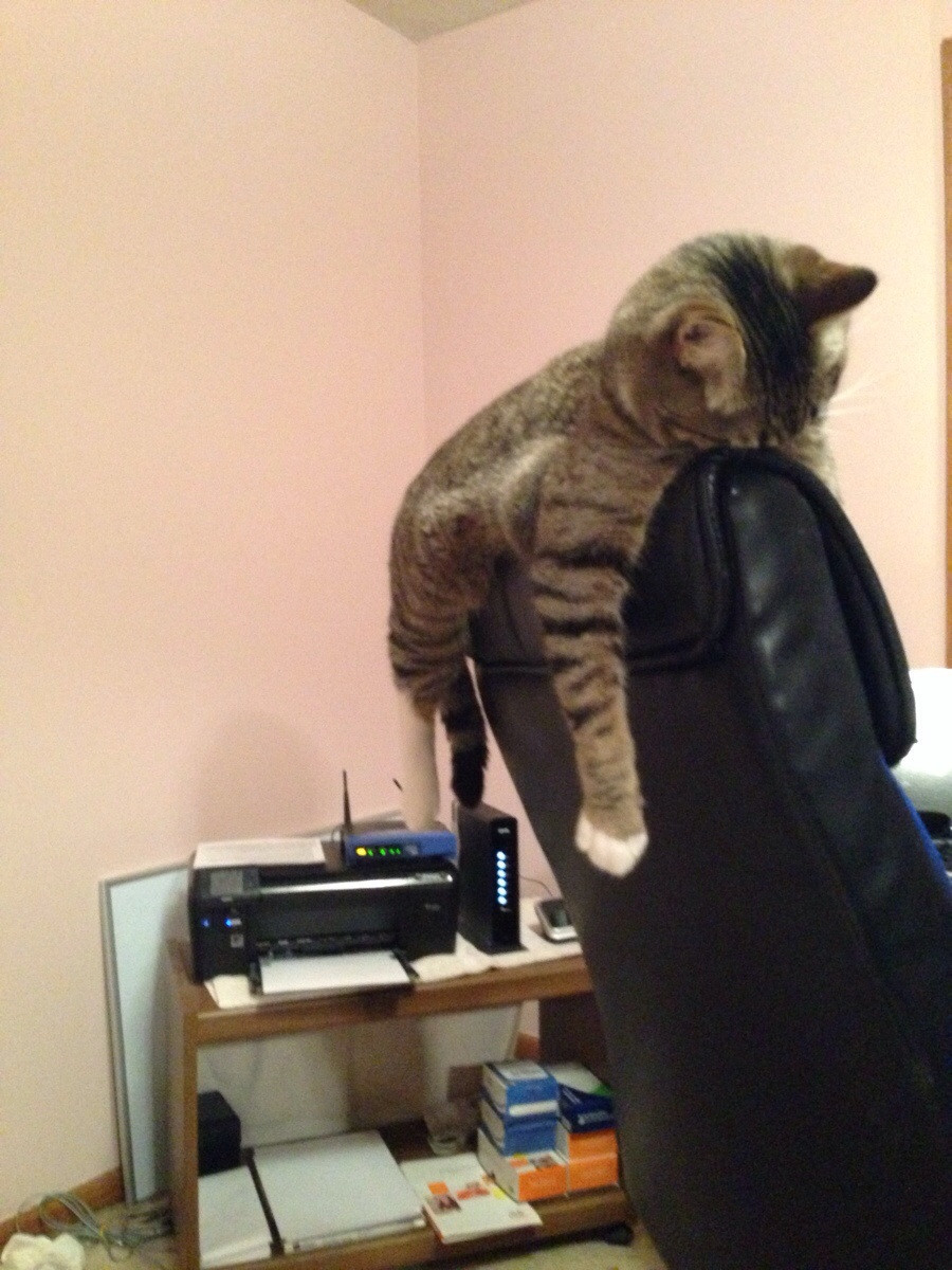 20 Images Of Cats Sleeping In Weird Places 22 Sleeping on chair