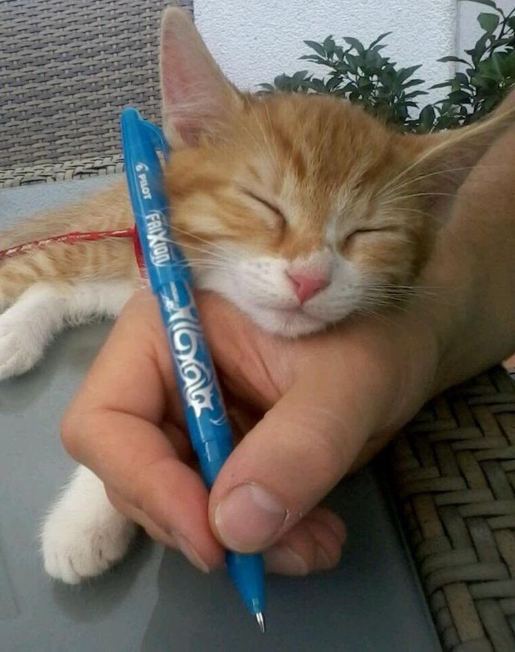 20 Images Of Cats Sleeping In Weird Places 23 Sleeping while writing