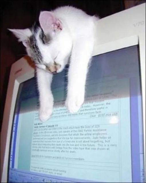 20 Images Of Cats Sleeping In Weird Places 24 Sleping on desktop
