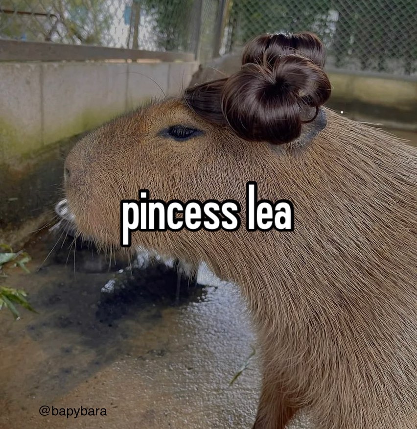 15 Capybara Memes That Are the Kings of Comedy 13 Princess lea.jpg - capybara memes