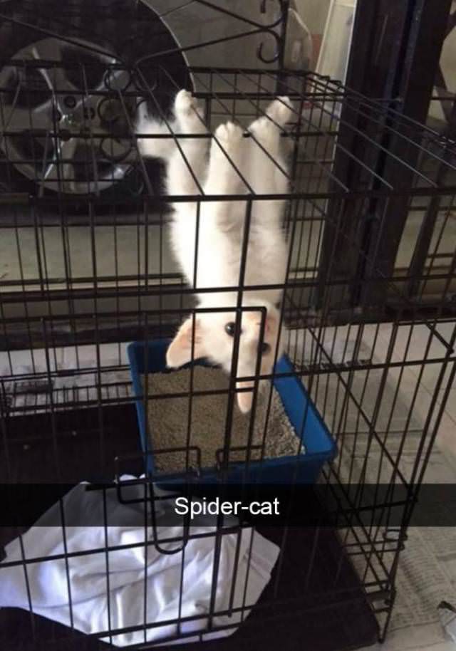 30 Hilarious Cat Snapchats Guaranteed to Make You Laugh 25 Spider Cat - Cat Snapchats