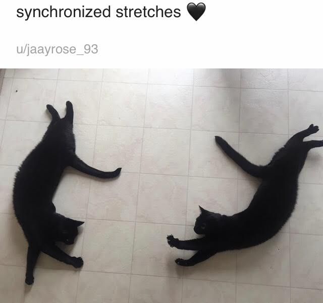 20 Cute Cat Memes That Will Make You Say 'Aww 20 Sync