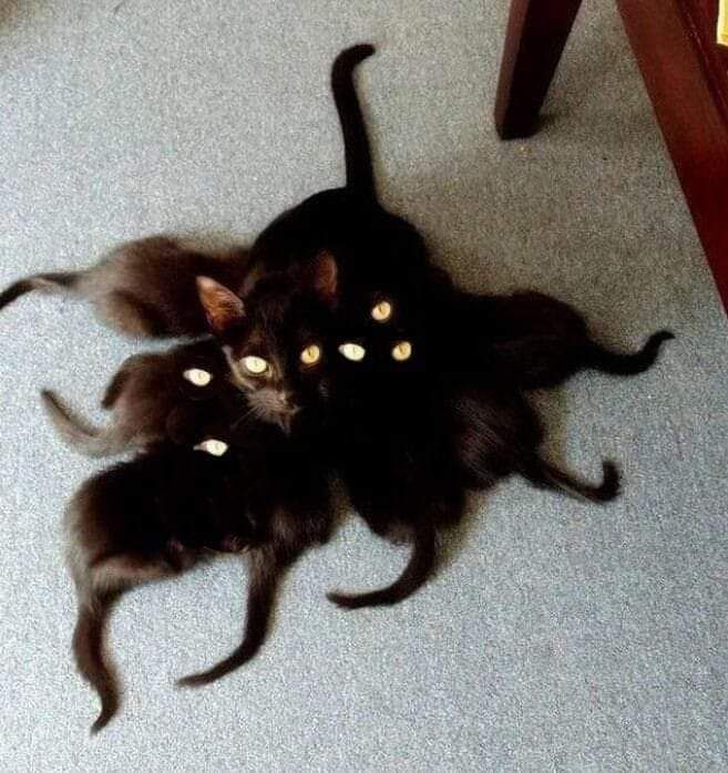 20 Images of Cursed Cats Creating Havoc Around the House 21 Tentacat - Cursed Cats